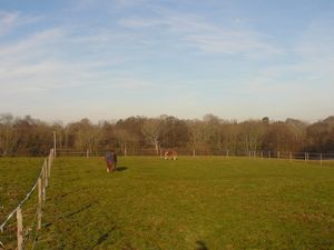Equestrian land and stables at Quickbourne Lane, Northiam, Rye - For Sale Quickbourne Lane Northiam Rye East Sussex TN31 6QY - Angela Hirst - Estate Agents and Chartered Surveyors Farm and Land Agency in Kent and East Sussex